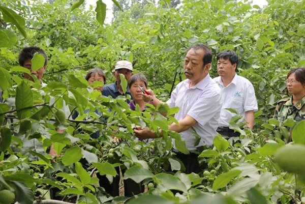 图为李保国在田间为田舍解说核桃栽培实用技术。